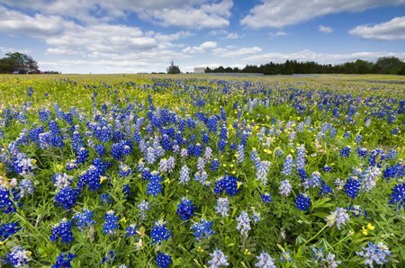 texas-medicaid